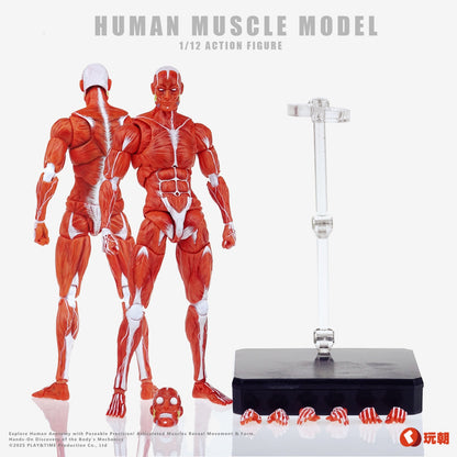 KEEPGOING STUDIO HUMAN MUSCLE MODEL 1/12 SCALE ACTION FIGURE RED
